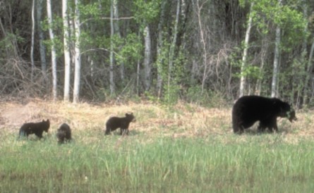 Black bear sow and cubs