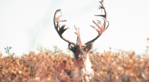 Bull caribou