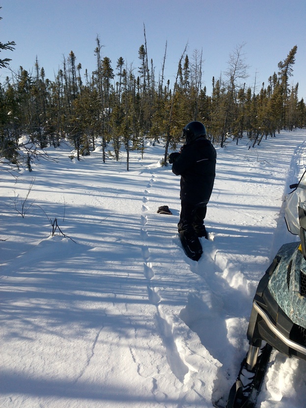 Winter track surveys