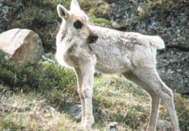 caribou calf